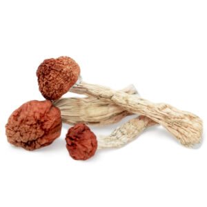 amazonian magic mushrooms cosmiq club