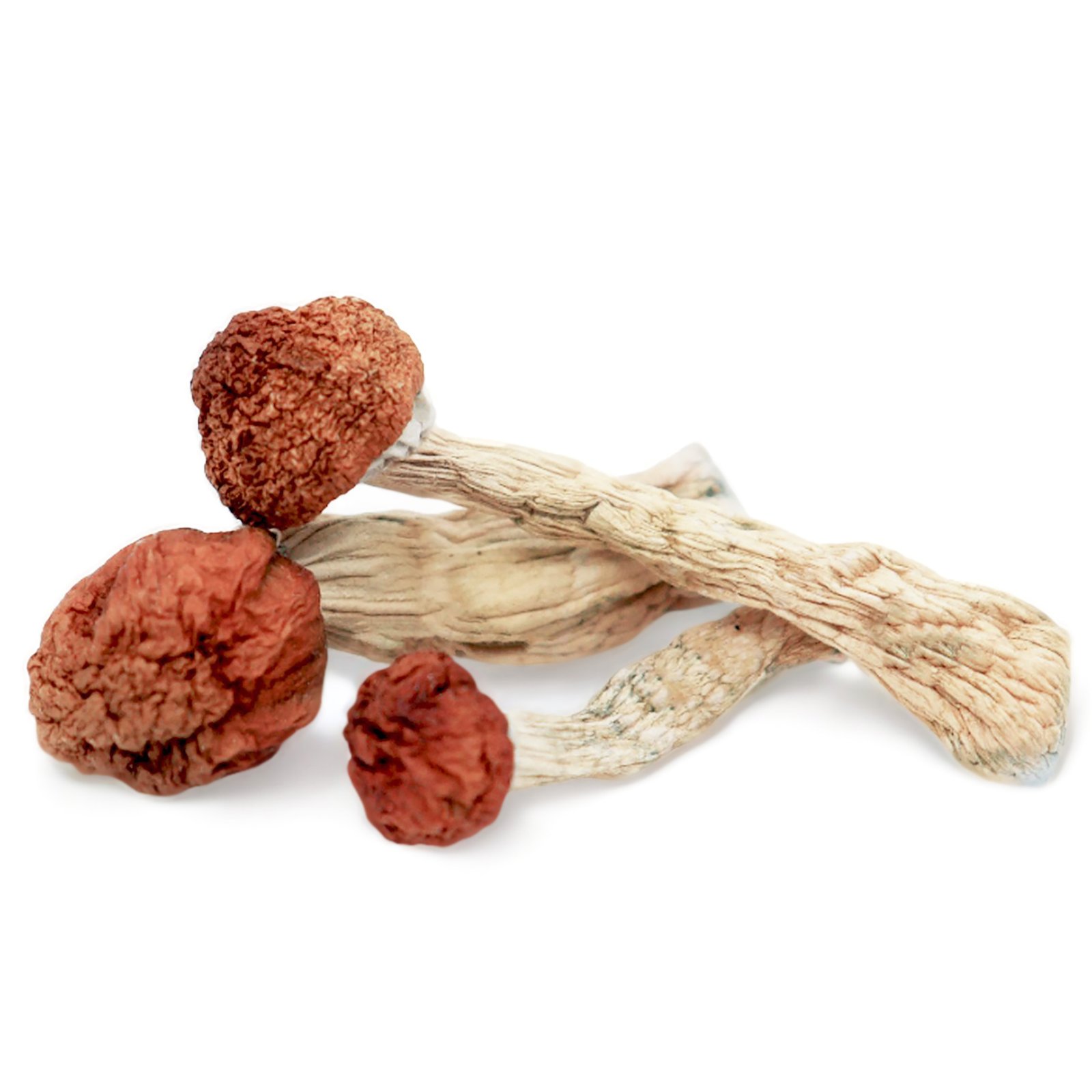 amazonian magic mushrooms cosmiq club amazonian magic mushrooms cosmiq club