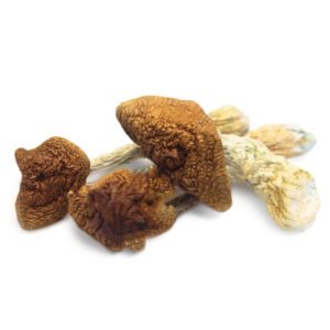golden teachers magic mushrooms cosmiq club