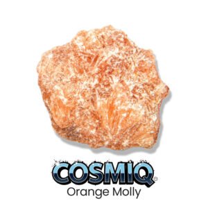 orange molly cosmiq club